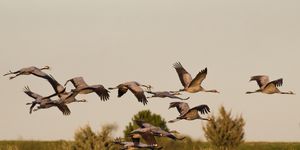 Extremadura Birds Pixabay
