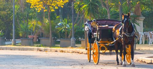 Sevilla Horse Carriage 950x430