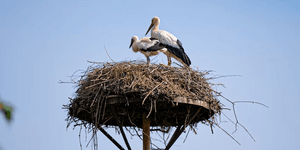 Birds 2